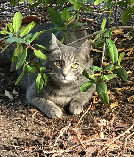 Entry image for Hazel. Clicking this image will show a larger photo