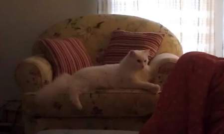 Entry image for Cezar. Clicking this image will show a larger photo