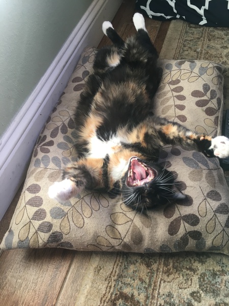 Entry image for Charlotte . Clicking this image will show a larger photo