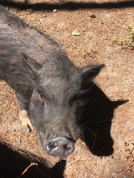 Entry image for Henry. Clicking this image will show a larger photo