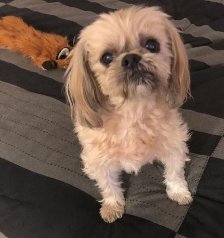 Entry image for Bodhi. Clicking this image will show a larger photo