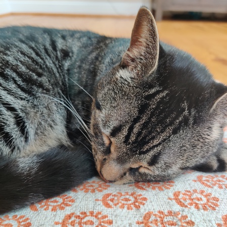 Entry image for Fez. Clicking this image will show a larger photo