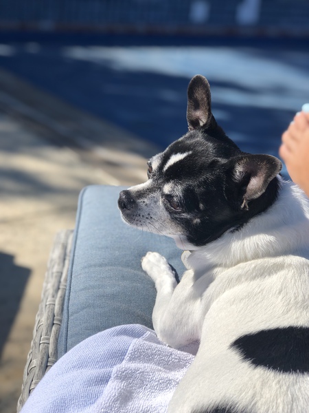 Entry image for Heidi - (shelter name, Bug). Clicking this image will show a larger photo