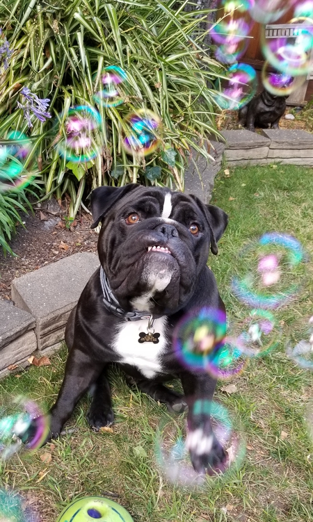 Entry image for Rooney . Clicking this image will show a larger photo