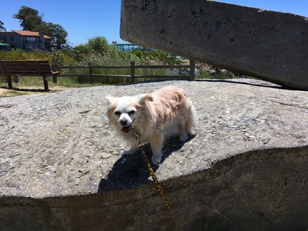 Entry image for Wanda. Clicking this image will show a larger photo