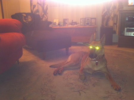 Entry image for Scout . Clicking this image will show a larger photo