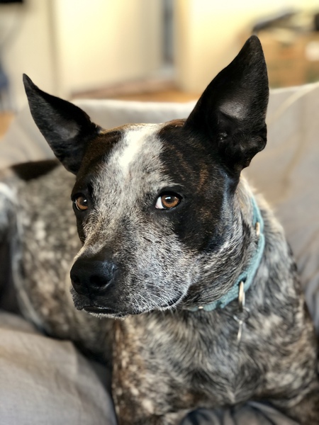 Entry image for Otis. Clicking this image will show a larger photo