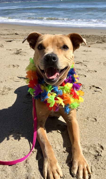 Entry image for Stella. Clicking this image will show a larger photo