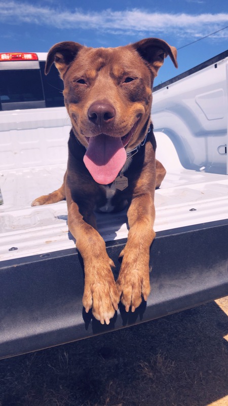 Entry image for Ryker . Clicking this image will show a larger photo