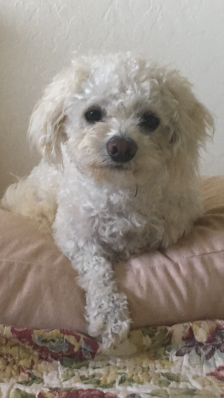 Entry image for Li’l Bit. Clicking this image will show a larger photo