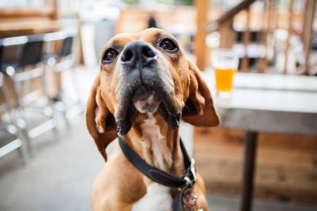 Entry image for Pete. Clicking this image will show a larger photo