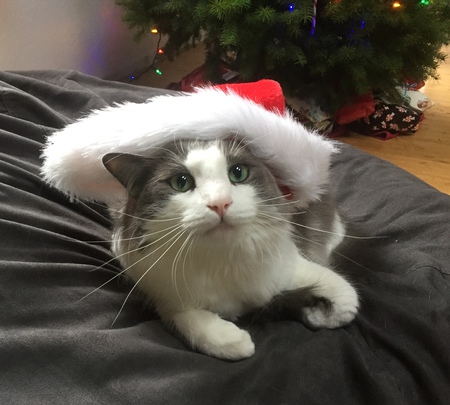 Entry image for Arlo. Clicking this image will show a larger photo