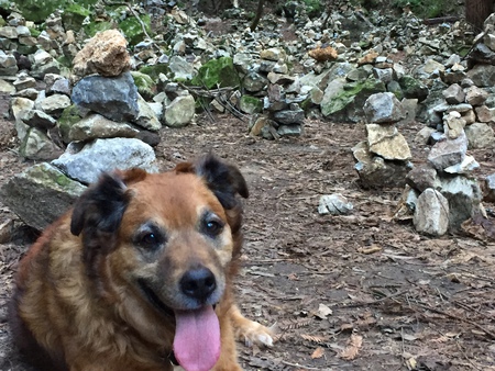 Entry image for Rigby. Clicking this image will show a larger photo