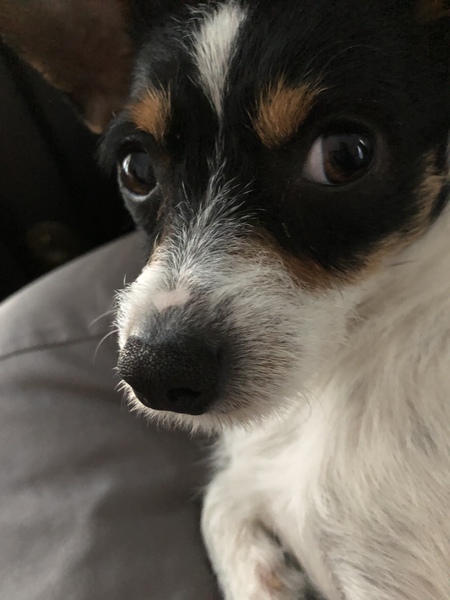 Entry image for Bean. Clicking this image will show a larger photo