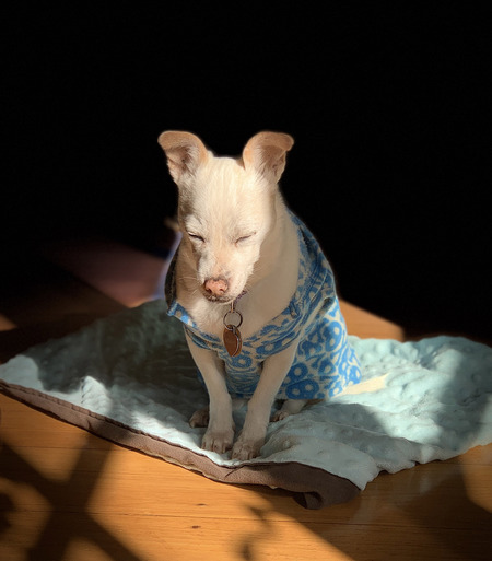 Entry image for Mavis. Clicking this image will show a larger photo