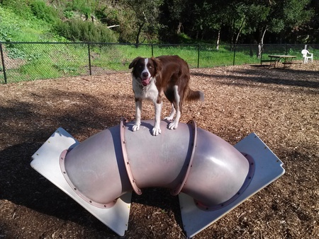 Entry image for Ginger. Clicking this image will show a larger photo