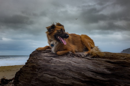 Entry image for Izzy. Clicking this image will show a larger photo