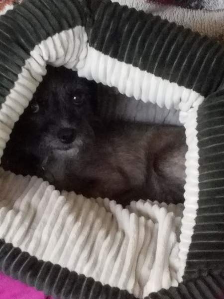 Entry image for Scout. Clicking this image will show a larger photo