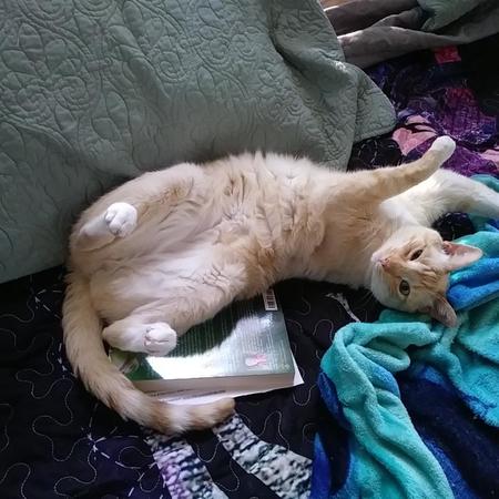 Entry image for Skippy. Clicking this image will show a larger photo