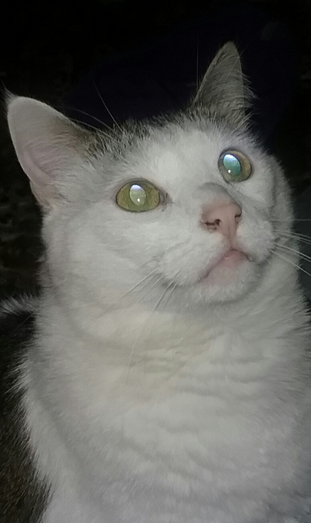 Entry image for Scooby. Clicking this image will show a larger photo