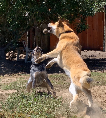 Entry image for Maya. Clicking this image will show a larger photo