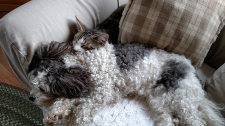 Entry image for Muffie and CritterCat. Clicking this image will show a larger photo