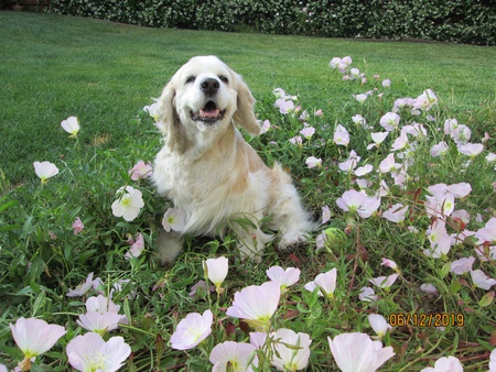 Entry image for Dolly Rose. Clicking this image will show a larger photo