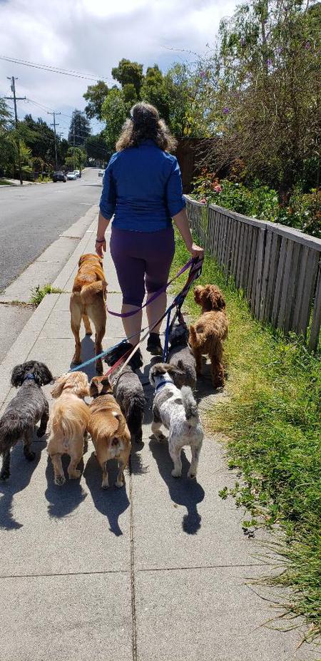 Entry image for The pack with two puppies in training. Clicking this image will show a larger photo