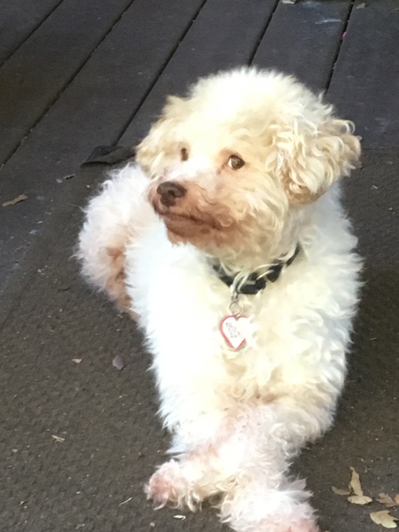 Entry image for Dash. Clicking this image will show a larger photo