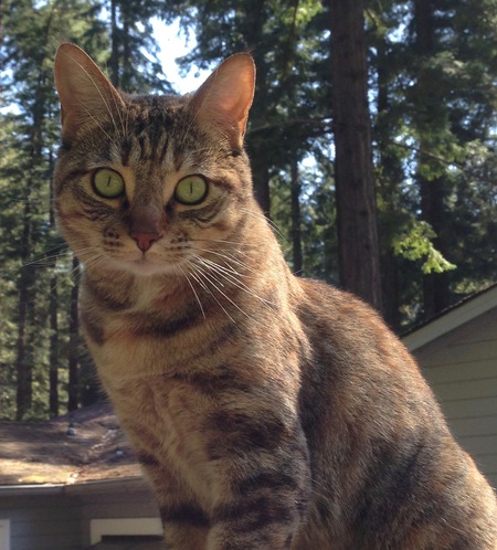 Entry image for Polly. Clicking this image will show a larger photo