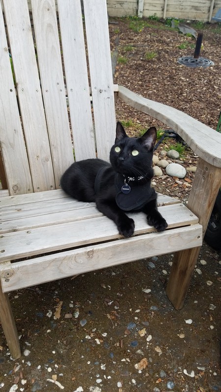 Entry image for Hemingway . Clicking this image will show a larger photo