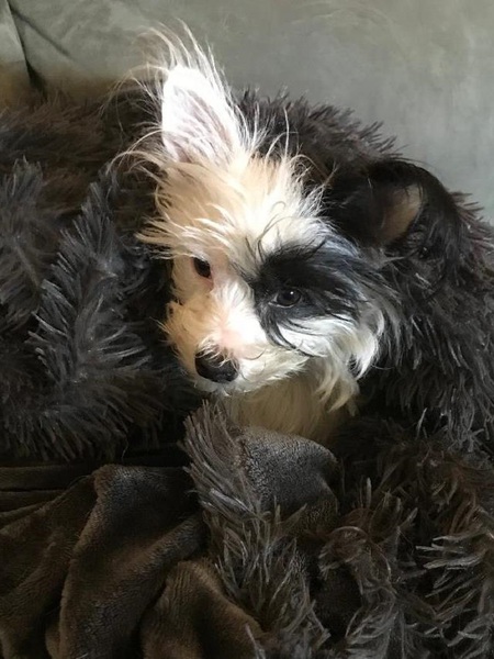 Entry image for Jazz. Clicking this image will show a larger photo