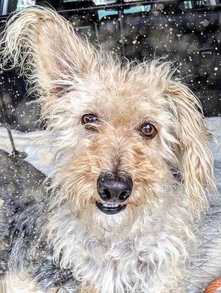 Entry image for Dobby. Clicking this image will show a larger photo