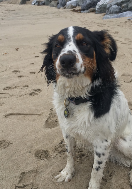 Entry image for Pippa. Clicking this image will show a larger photo