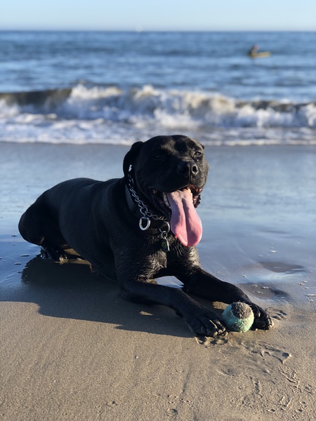 Entry image for Bo. Clicking this image will show a larger photo