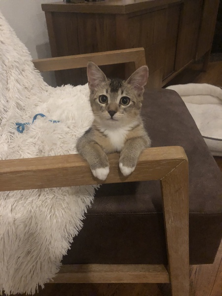 Hazel