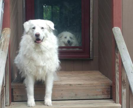 Harriet and Harvey