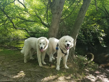 Cooper and Molly Long Island NY