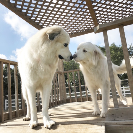 Nanook and Sophie