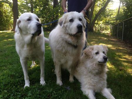 Bear, Reno & Mamie