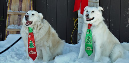 Teddi & Henri