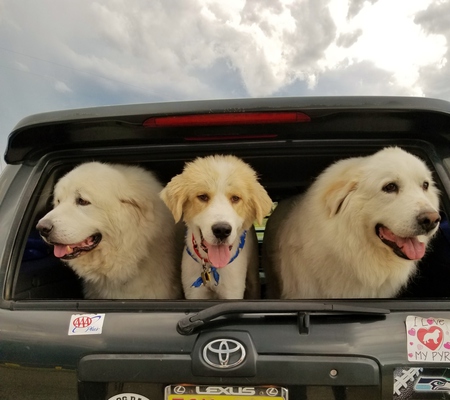 Hank, Otto, and Jubilee