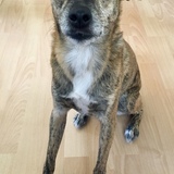 Entry image for Duke