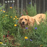 Entry image for Jake