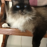 Entry image for Brady