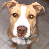 Entry image for Luna