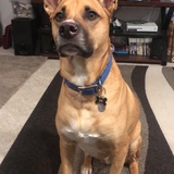 Entry image for Hercules