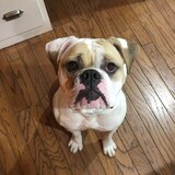 Entry image for Saura