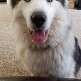 Entry image for Maverick