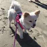 Entry image for Coco